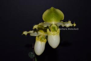 Paphiopedilum Joseíto