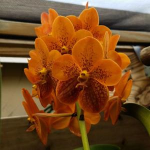 Vanda Motes Goldpiece