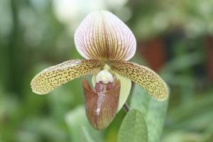 Paphiopedilum Sue Worth