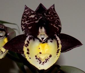 Catasetum Irma Scott