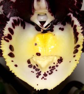 Catasetum Irma Scott