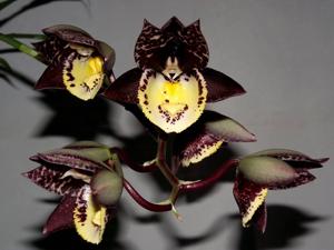 Catasetum Irma Scott