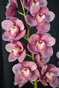 Cymbidium Khan Flame