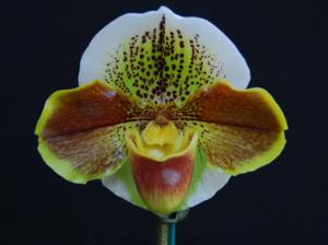 Paphiopedilum Oliver Ho