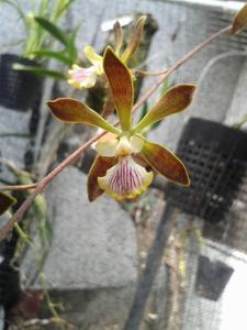 Encyclia Cindy