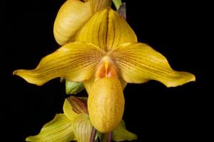 Paphiopedilum Dollgoldi