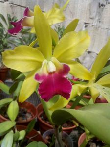 Cattleya Star Garden