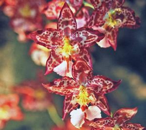 Oncidium Salgrin