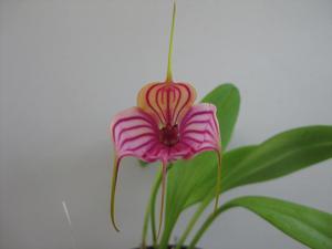 Masdevallia Phyl Nicholas