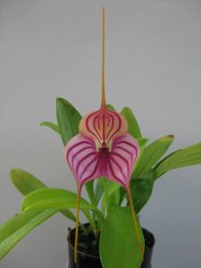 Masdevallia Phyl Nicholas