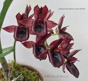 Catasetum Dark Odyssey