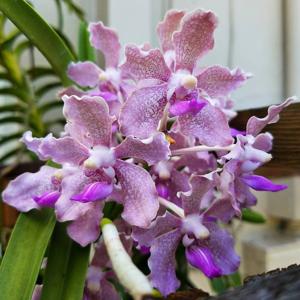 Vanda Sandra Gail Hatos