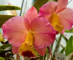 Cattleya Smile Again