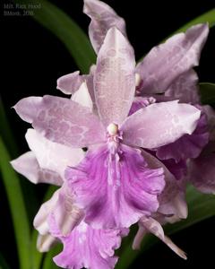 Miltonia Rick Hood