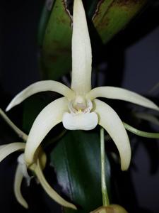 Dendrobium Bill Dobson