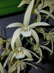 Dendrobium Bill Dobson