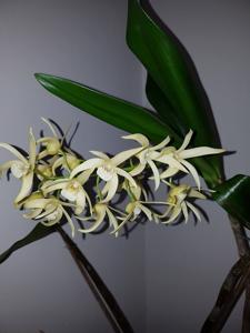 Dendrobium Bill Dobson