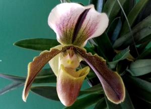 Paphiopedilum Bob Cryder