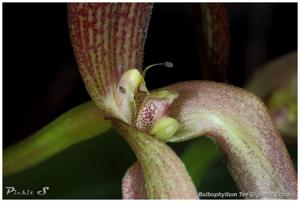 Bulbophyllum Tee Gigantic Condor