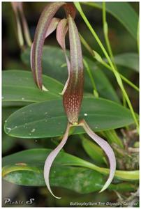 Bulbophyllum Tee Gigantic Condor