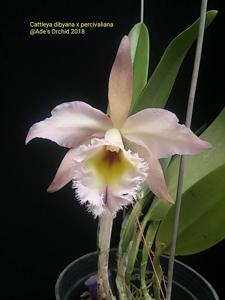 Rhyncholaeliocattleya Joyce Jewell