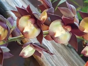 Catasetum Donna Wise