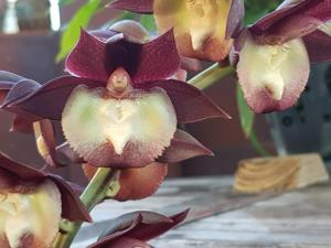 Catasetum Donna Wise