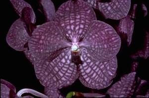 Vanda Motes Indigo