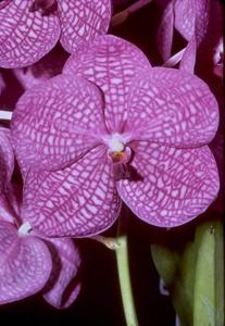 Vanda Motes Indigo