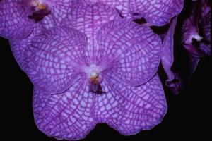 Vanda Motes Indigo