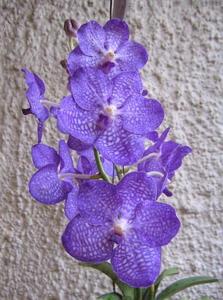 Vanda Motes Indigo