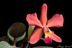 Cattleya Louise LCDO