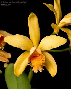 Cattleya Fulvescens