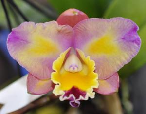 Cattleya Alsace