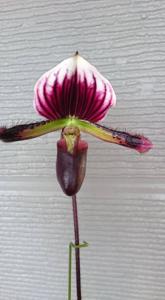 Paphiopedilum Alma Gevaert