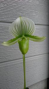 Paphiopedilum Alma Gevaert