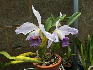 Cattleya Eximia