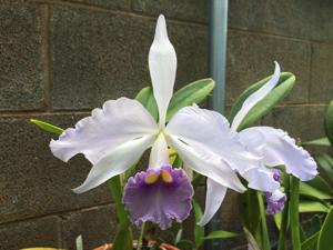 Cattleya Eximia