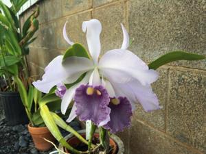 Cattleya Eximia