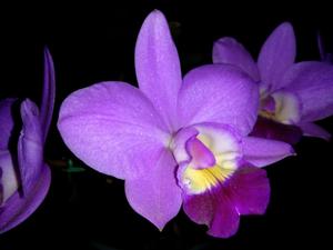 Cattleya Mini Purple