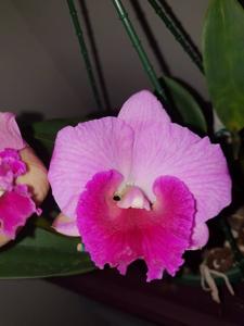 Cattleya Dendi's Perfection