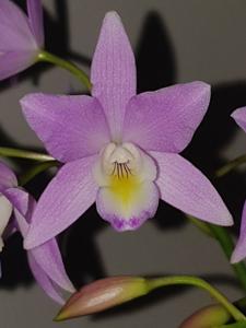 Laelia Finckeniana