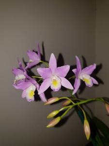 Laelia Finckeniana