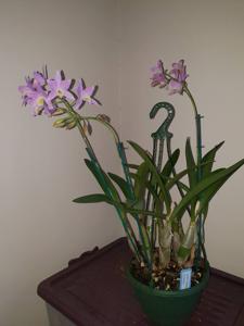 Laelia Finckeniana