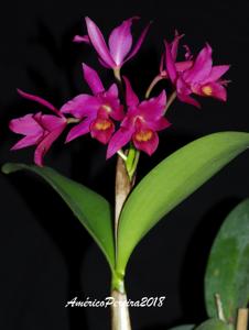 Guarianthe laelioides