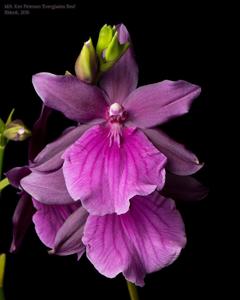 Miltonia Ken Peterson