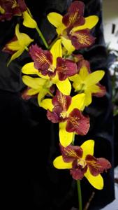 Dendrobium Thongchai Gold