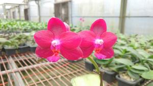 Phalaenopsis Zheng Min Stegosaurus
