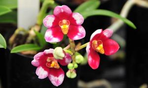 Sarcochilus Fiery Twin