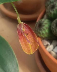 Restrepia Terry Hayes